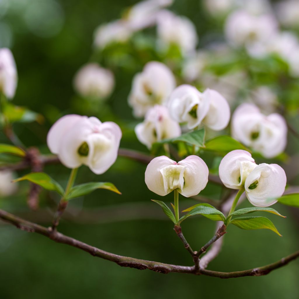 Cornus florida Cloud Nine