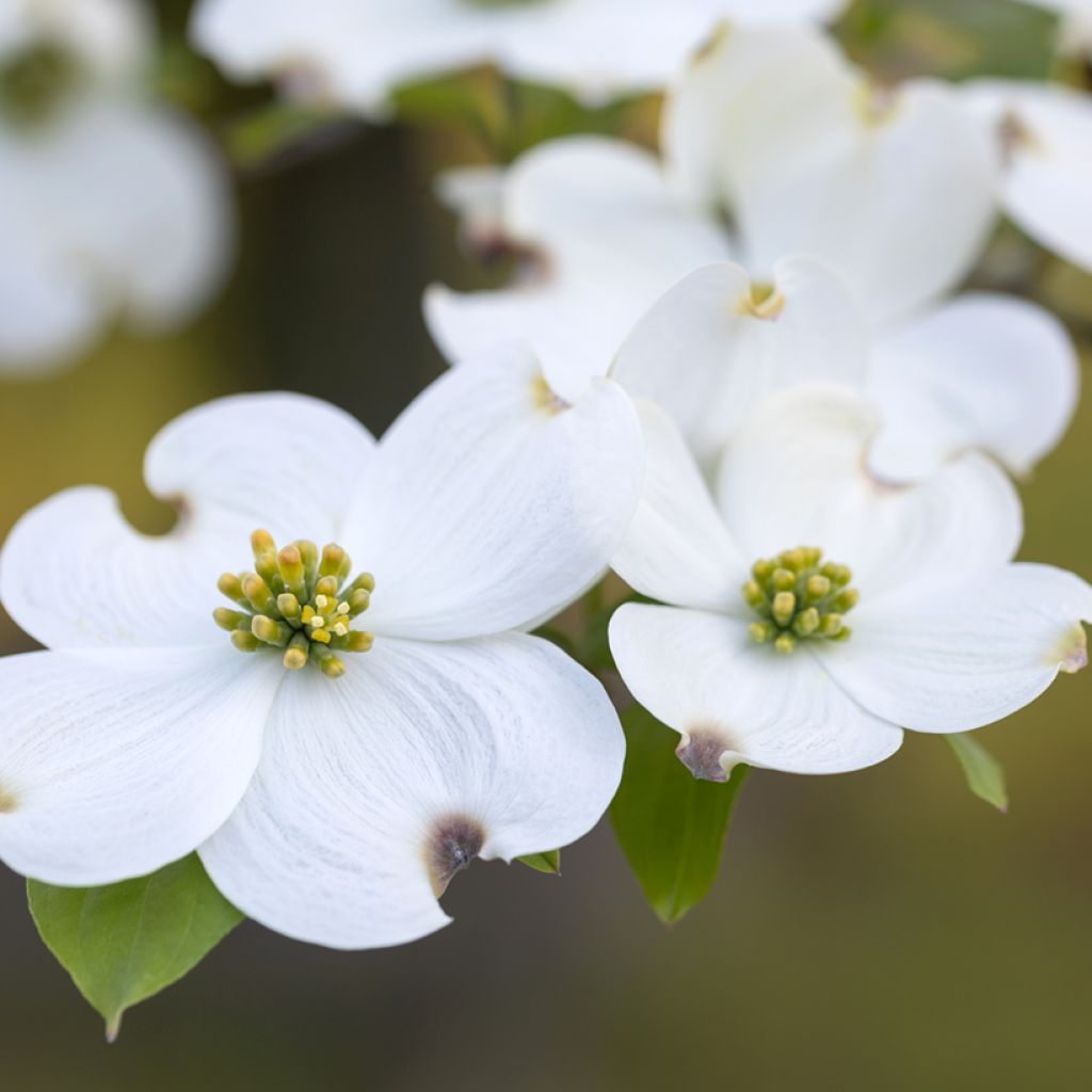 Cornus florida - Cornejo florido