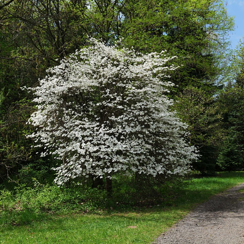 Cornus florida - Cornejo florido