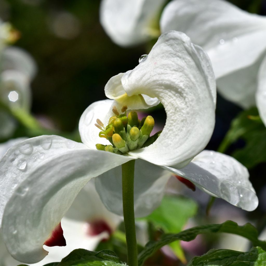 Cornus florida - Cornejo florido