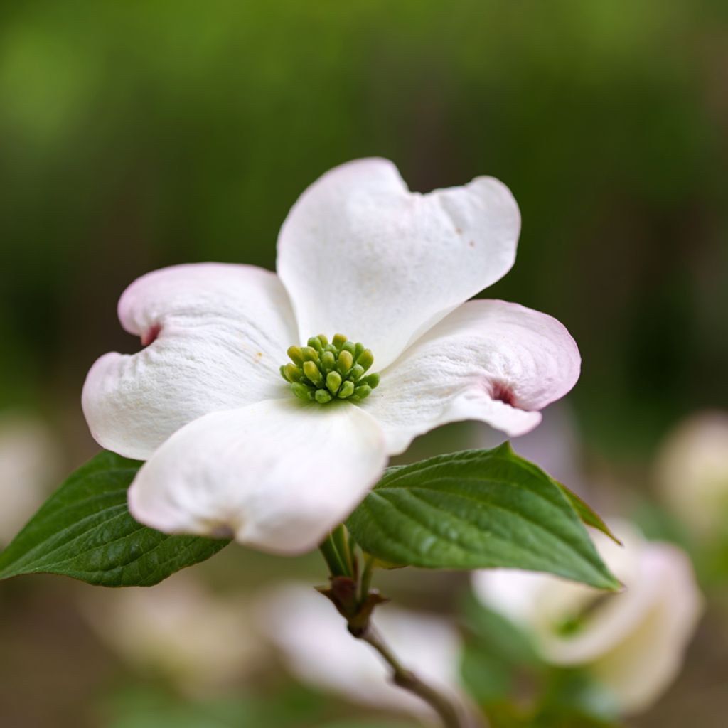 Cornus florida - Cornejo florido