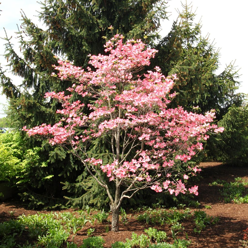 Cornus florida Rubra