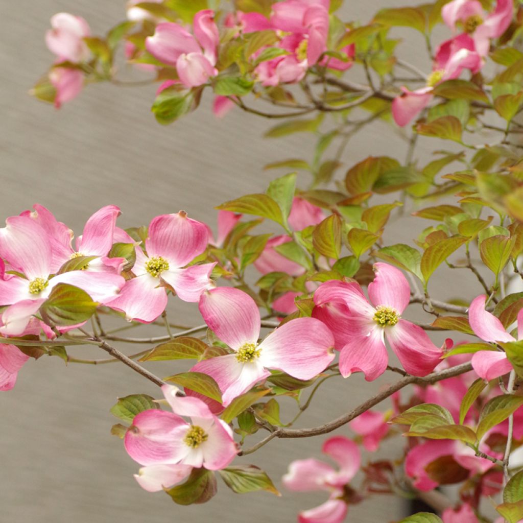 Cornus florida Rubra
