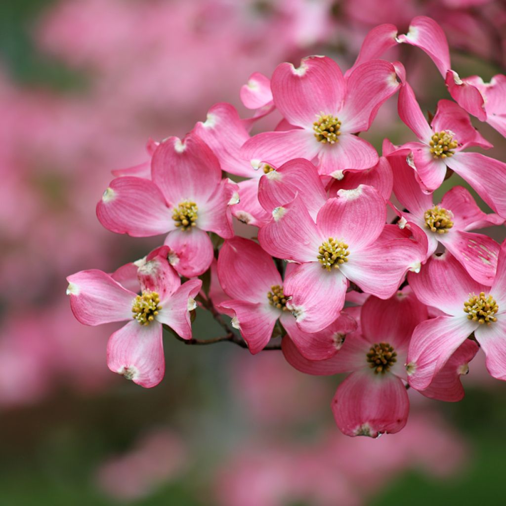 Cornus florida Rubra