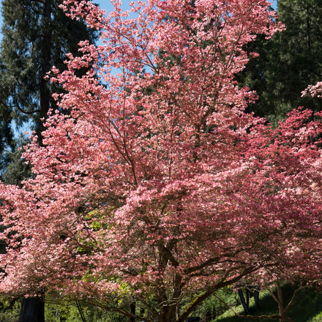 Cornus florida Rubra