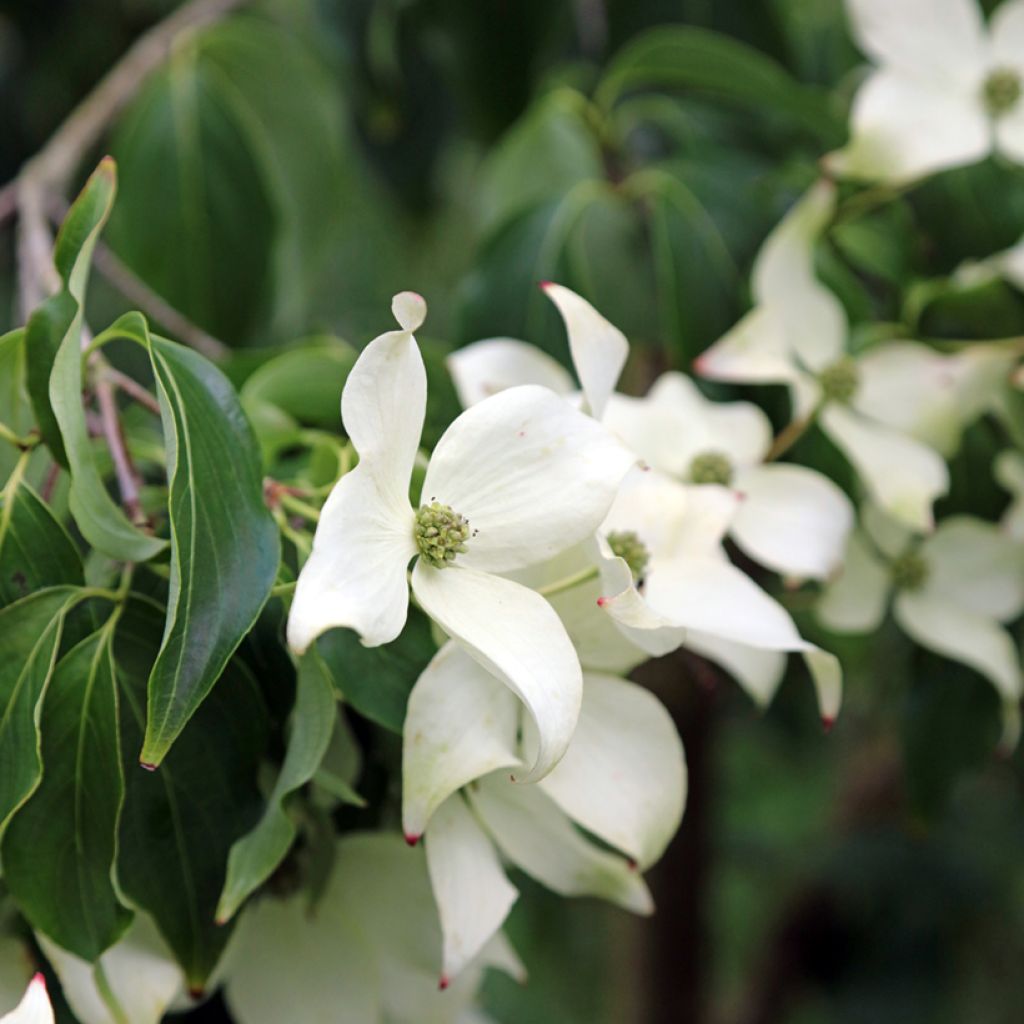 Cornus kousa Blue Shadow