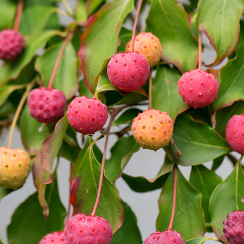 Cornus kousa China Girl