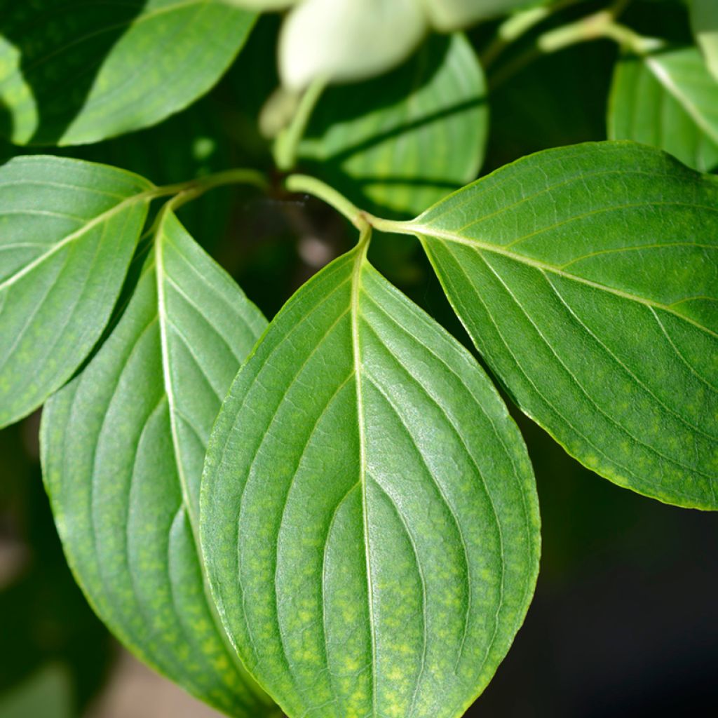 Cornus kousa China Girl
