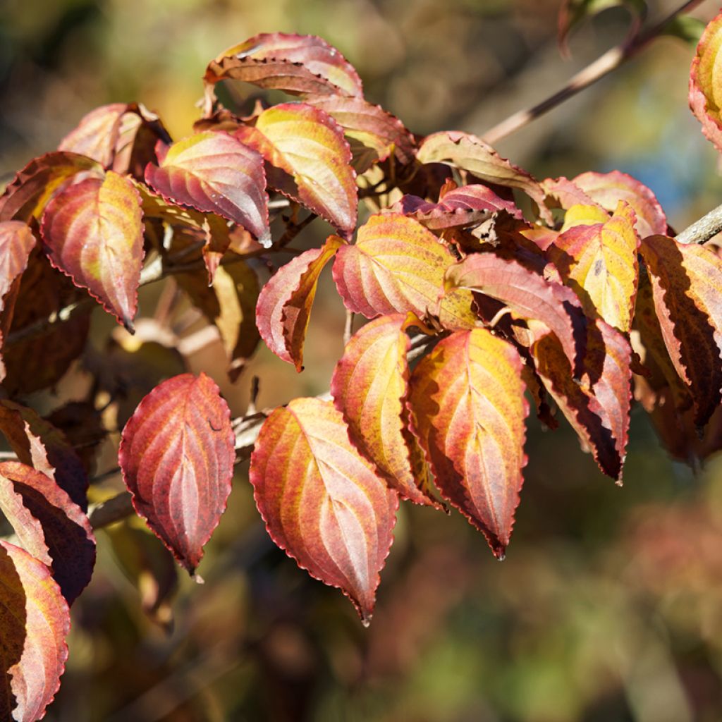 Cornus kousa China Girl