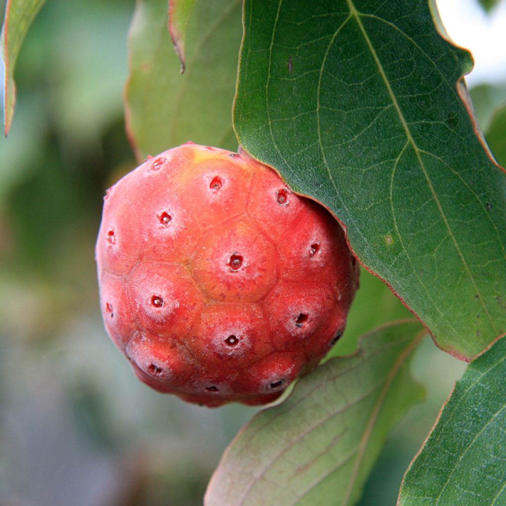 Cornus kousa China Girl