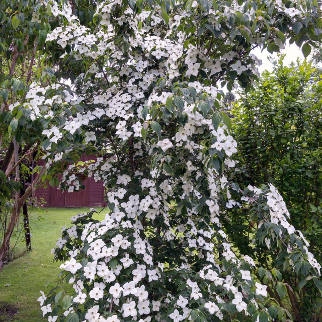 Cornus kousa Chinensis