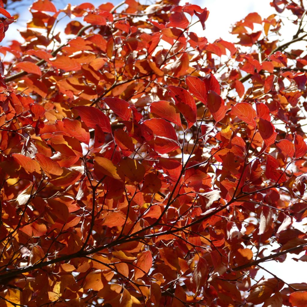 Cornus kousa Chinensis