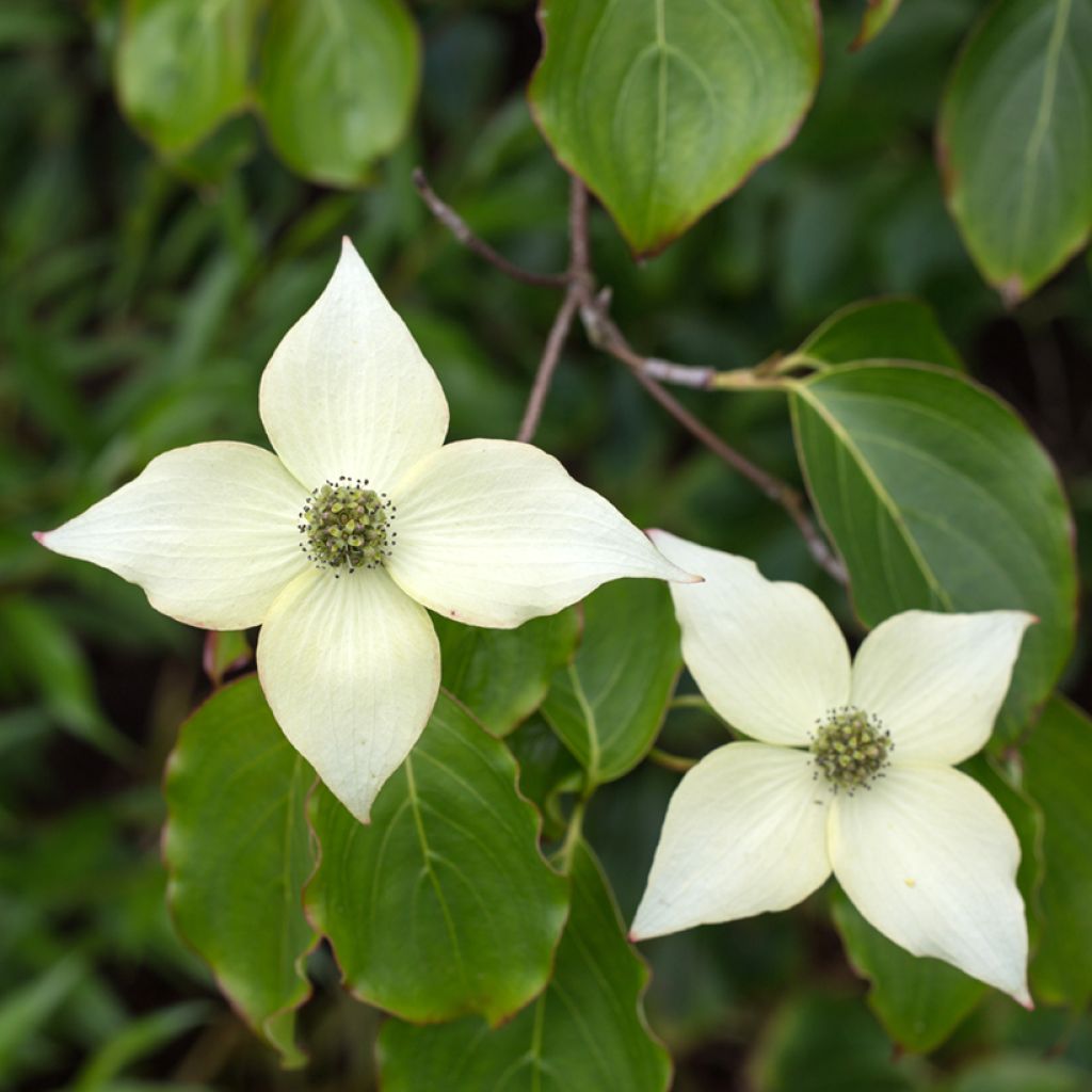 Cornus kousa Chinensis