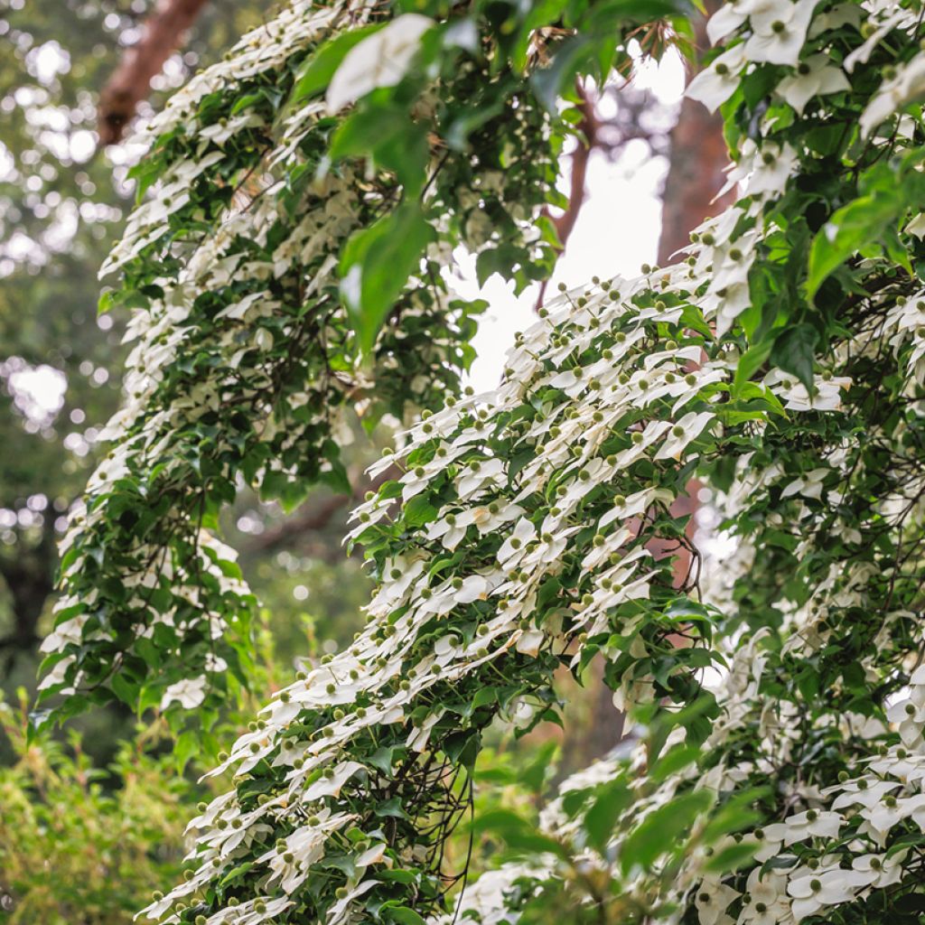 Cornus kousa - Cornejo japonés