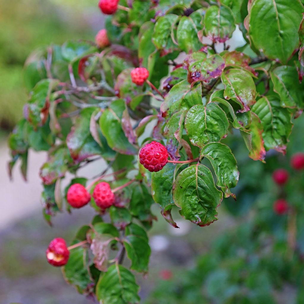 Cornus kousa - Cornejo japonés