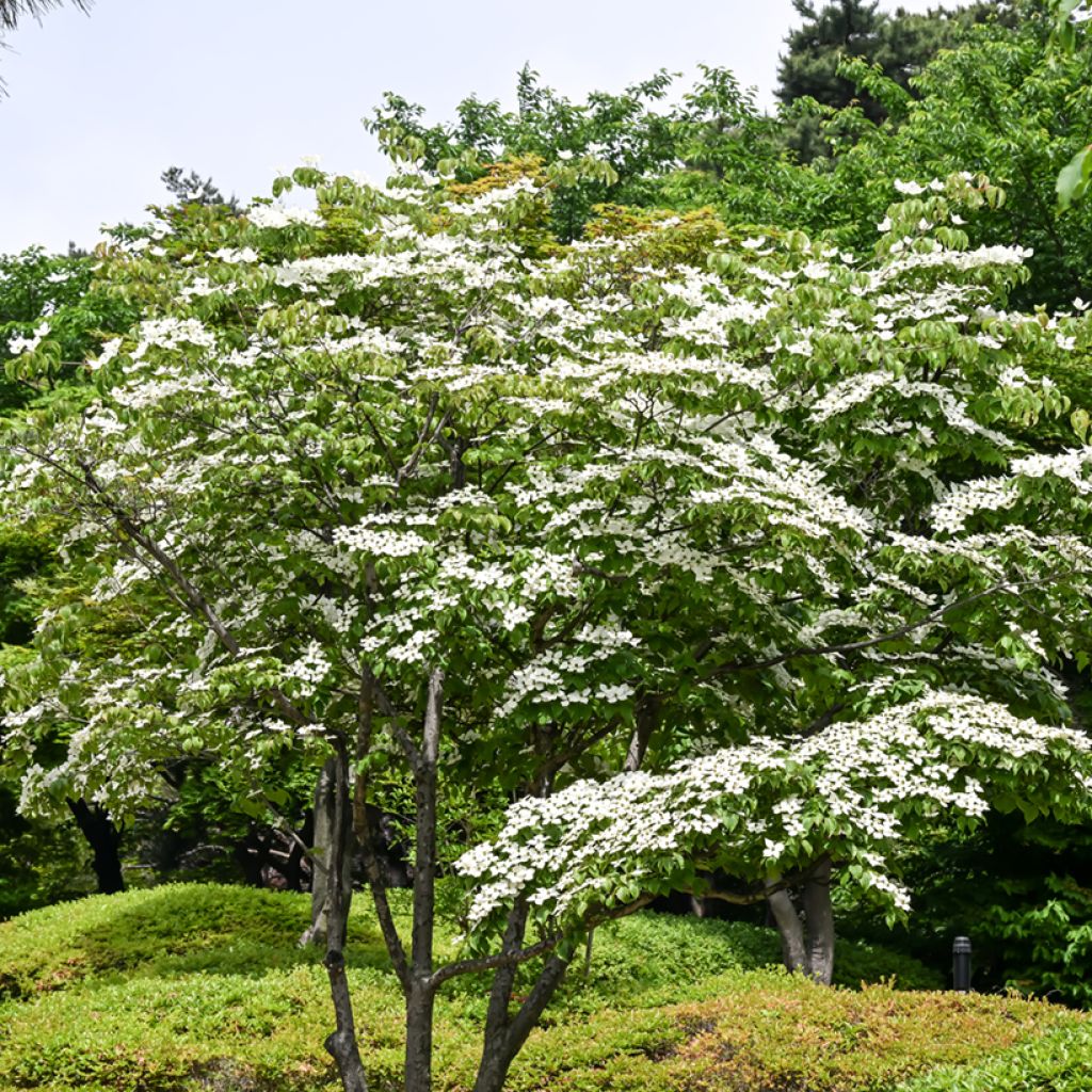 Cornus kousa - Cornejo japonés