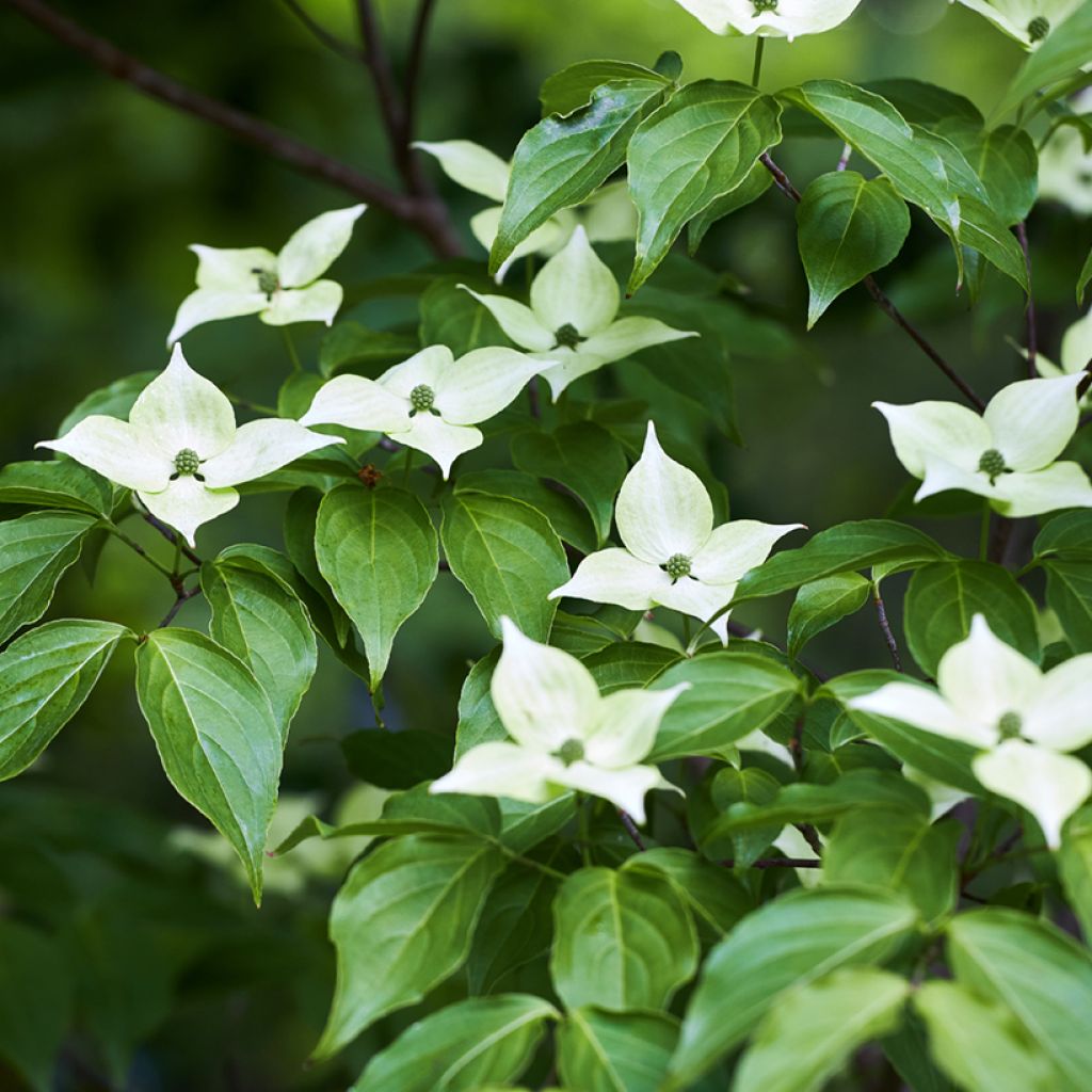 Cornus kousa - Cornejo japonés