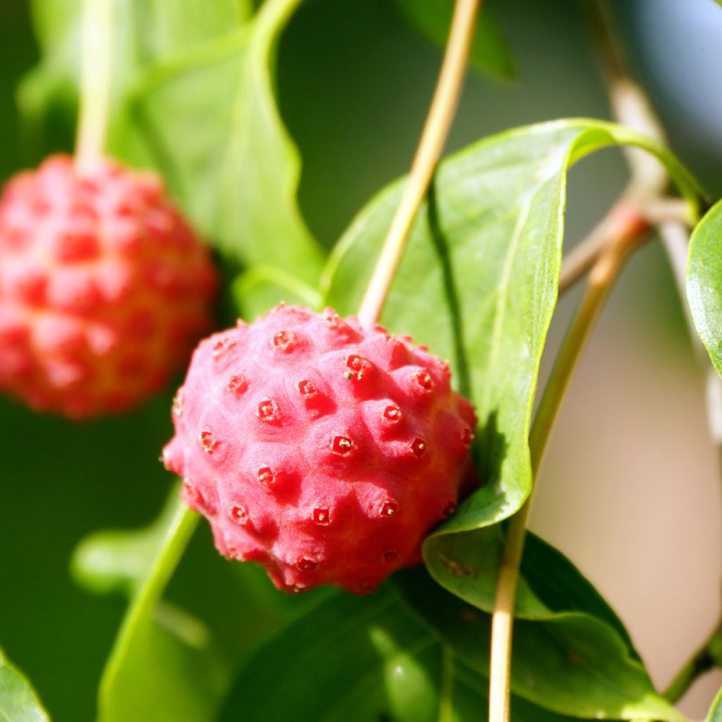 Cornus kousa - Cornejo japonés