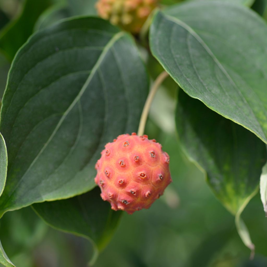 Cornus kousa Galilean