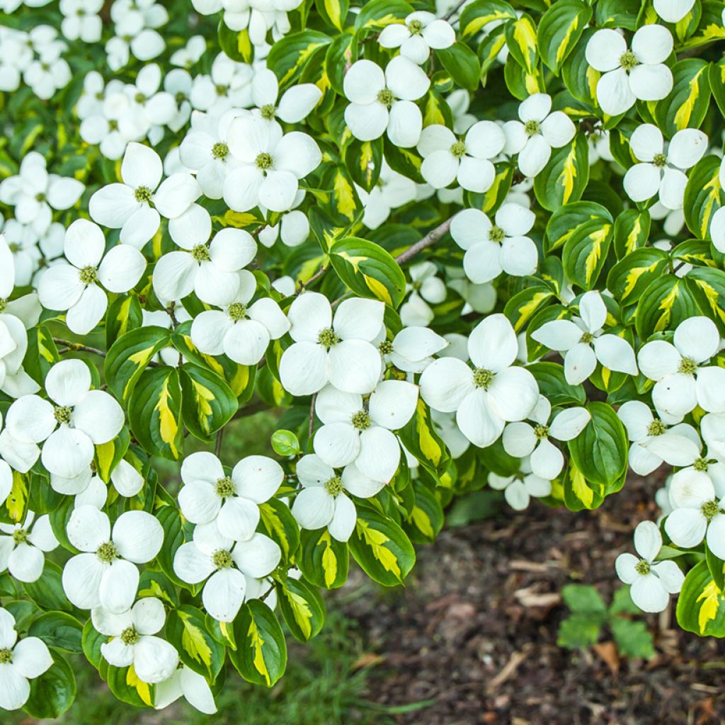 Cornus kousa Gold Star