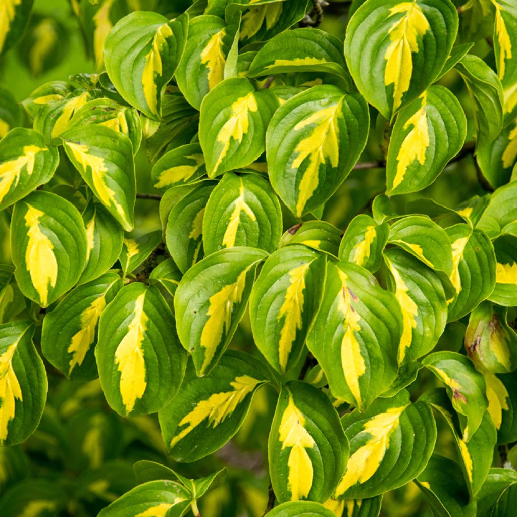 Cornus kousa Gold Star