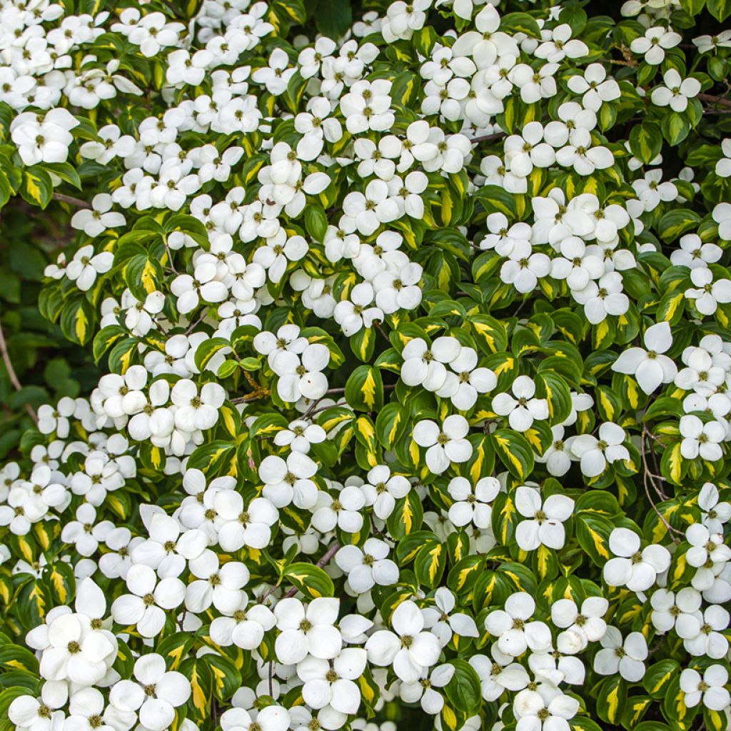 Cornus kousa Gold Star