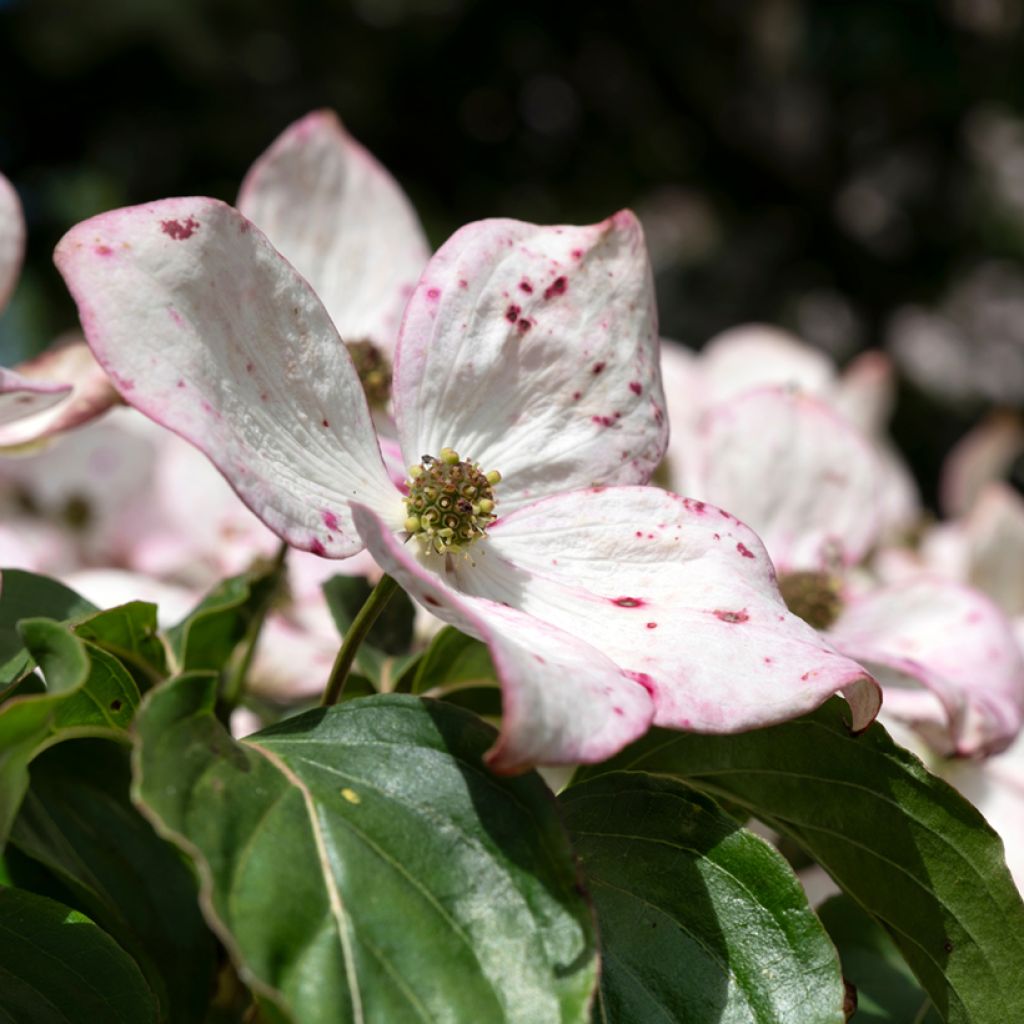 Cornus kousa Teutonia