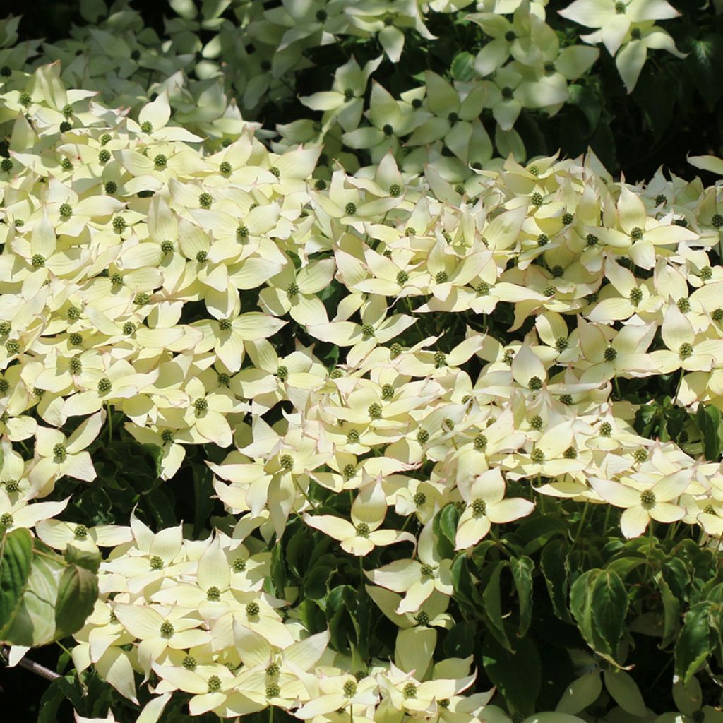 Cornus kousa Weisse Fontaine