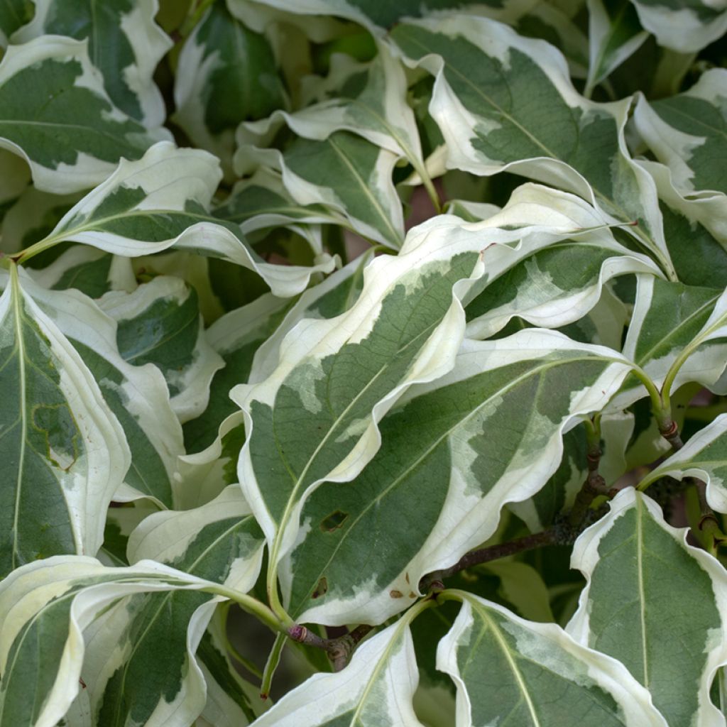 Cornus kousa Wolf Eyes