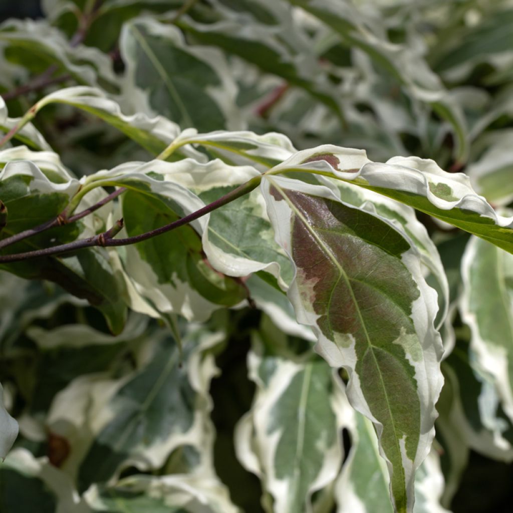 Cornus kousa Wolf Eyes