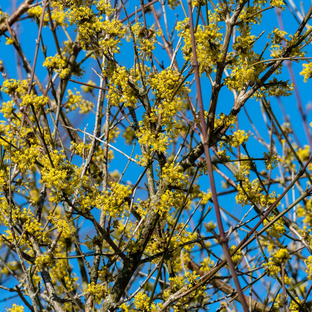 Cornejo macho Aurea - Cornus mas