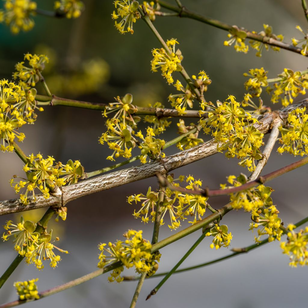 Cornejo macho Aurea - Cornus mas