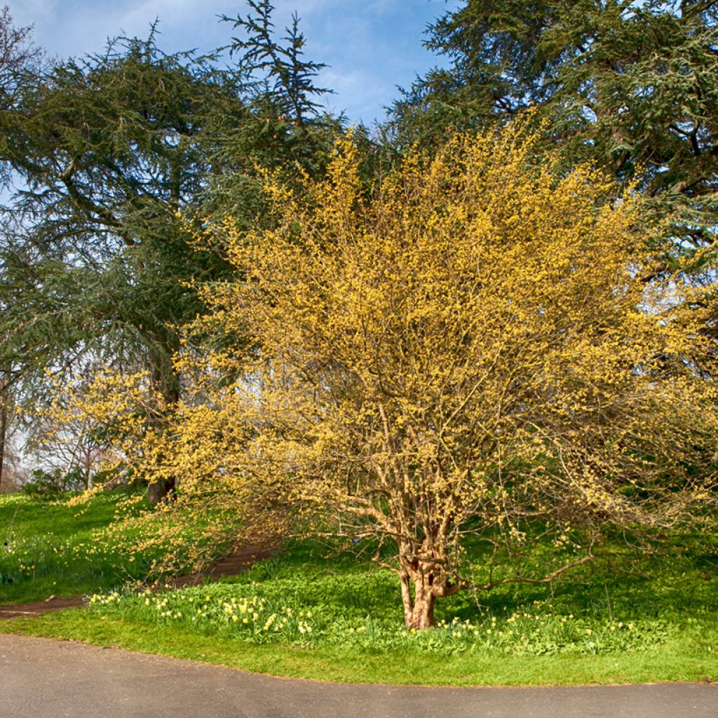 Cornus mas - Cornejo macho