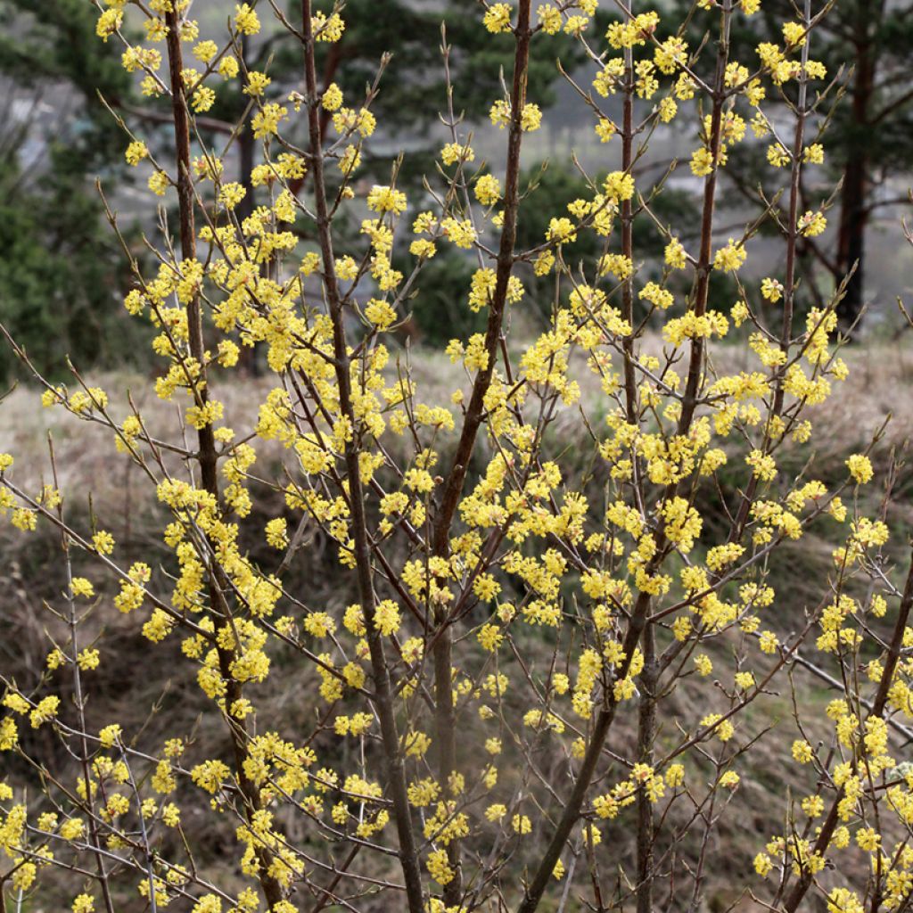 Cornus mas - Cornejo macho