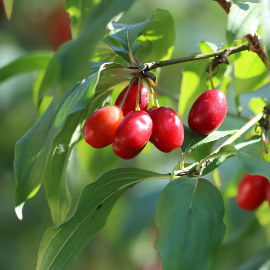 Cornus mas - Cornejo macho