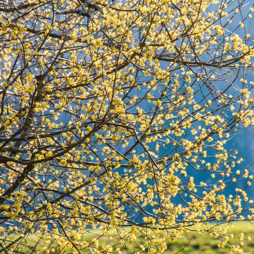 Cornus mas - Cornejo macho