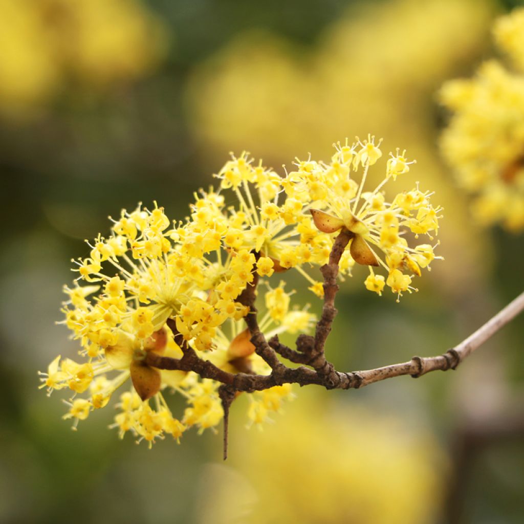 Cornus mas - Cornejo macho