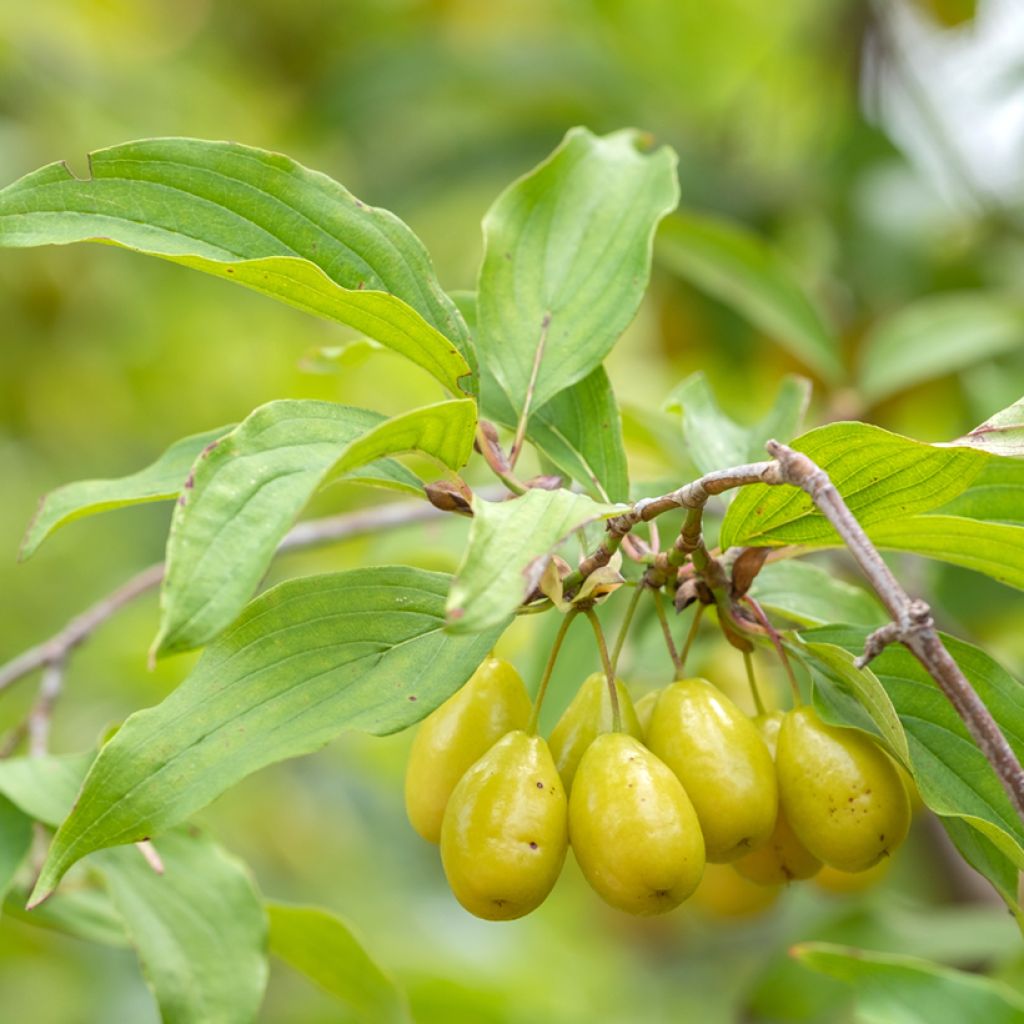Cornejo macho Jolico - Cornus mas