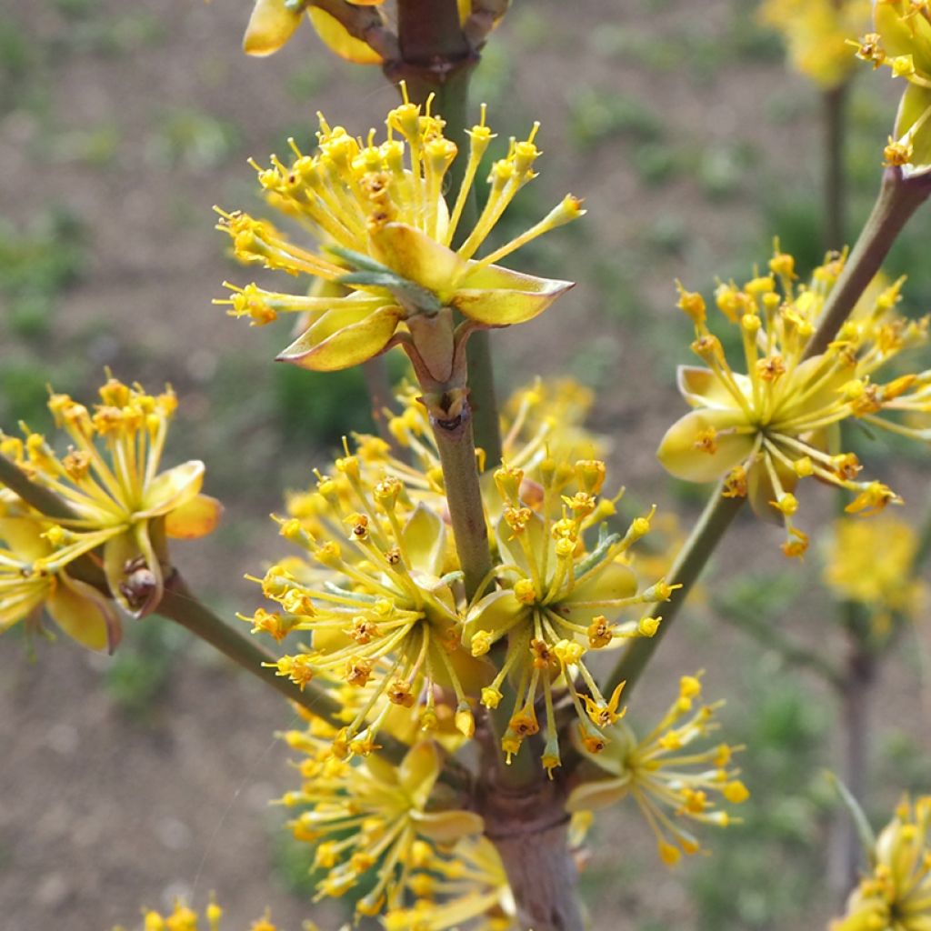 Cornejo macho Jolico - Cornus mas