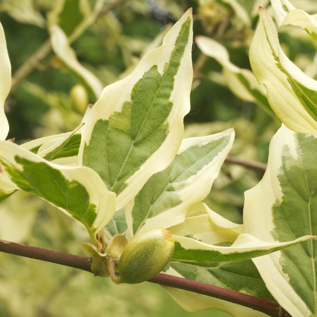 Cornejo macho Variegata - Cornus mas