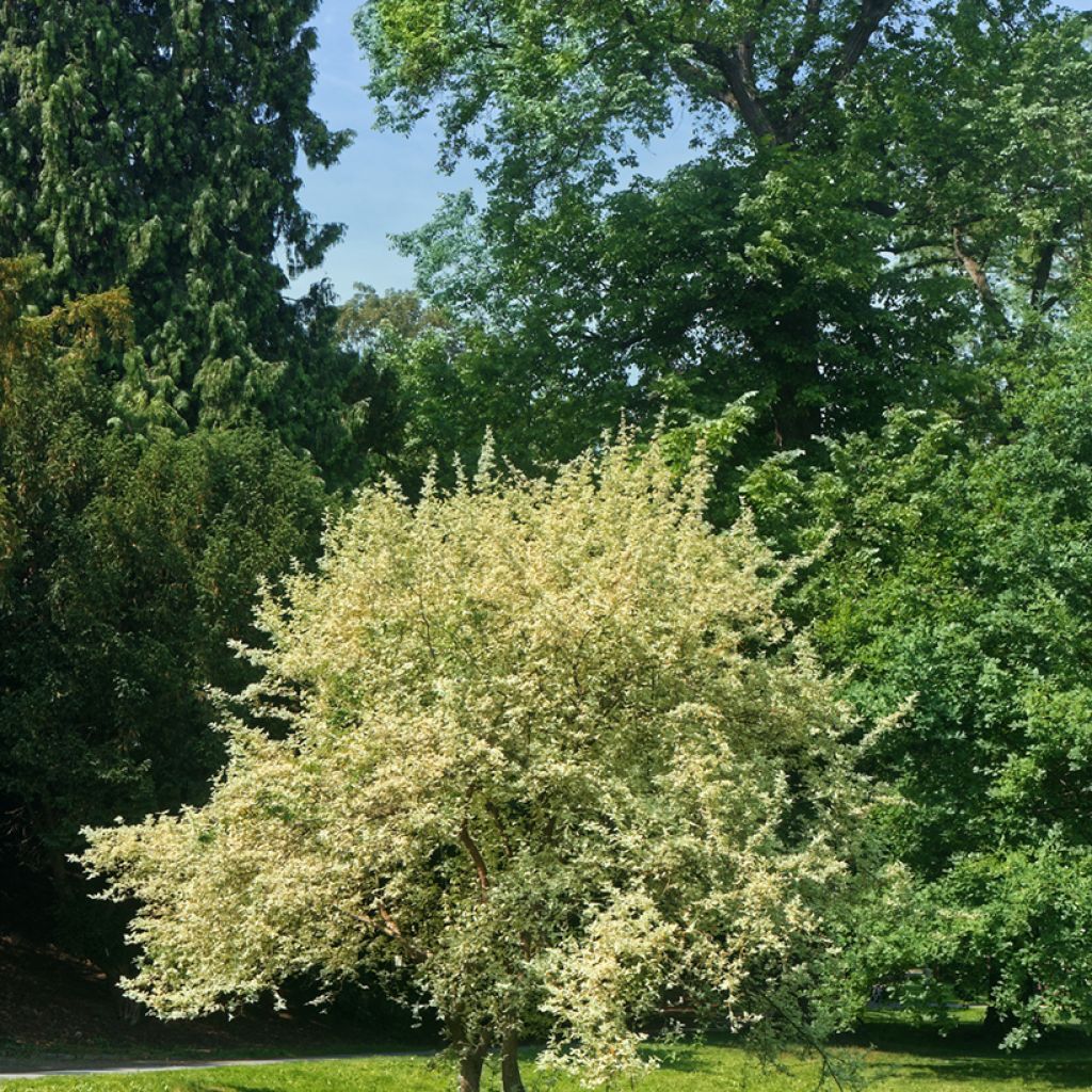 Cornejo macho Variegata - Cornus mas