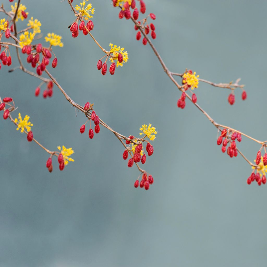 Cornus officinalis - Cornejo officinalis