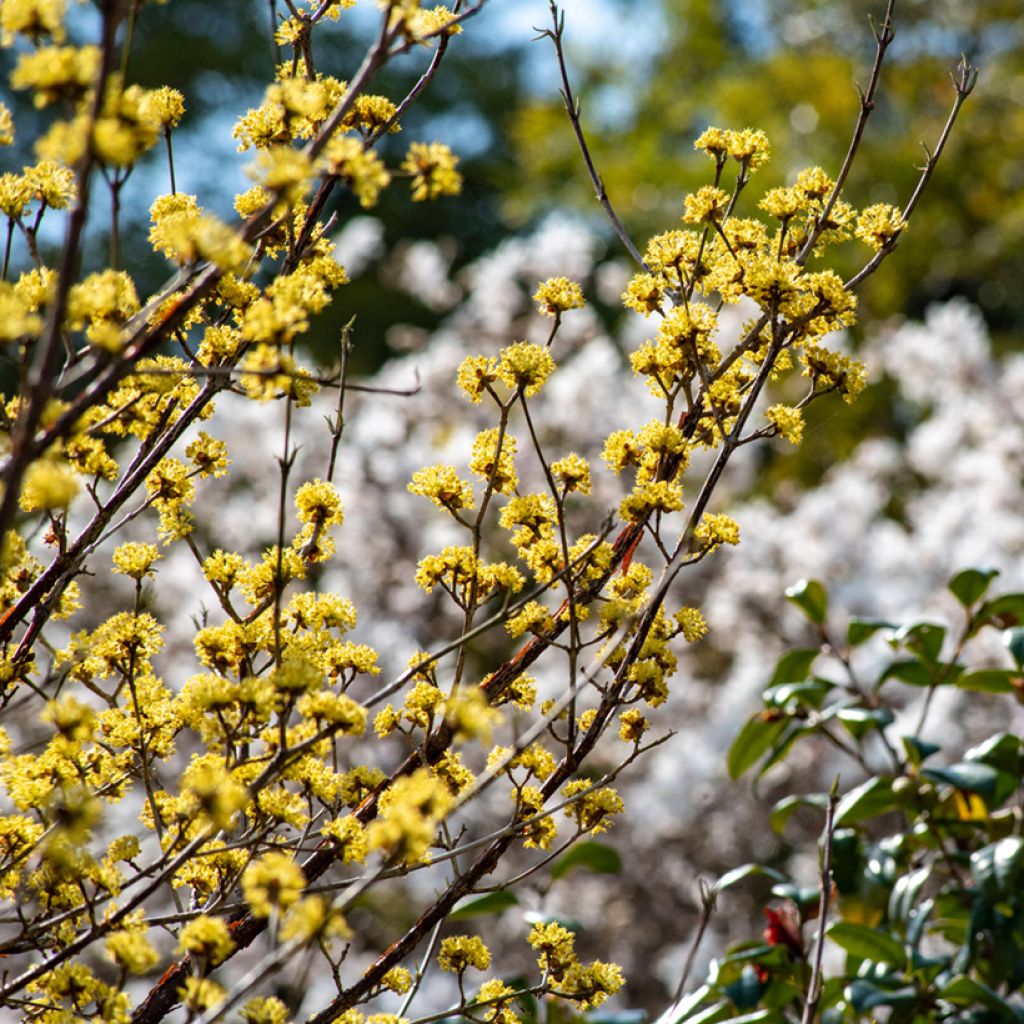 Cornus officinalis - Cornejo officinalis