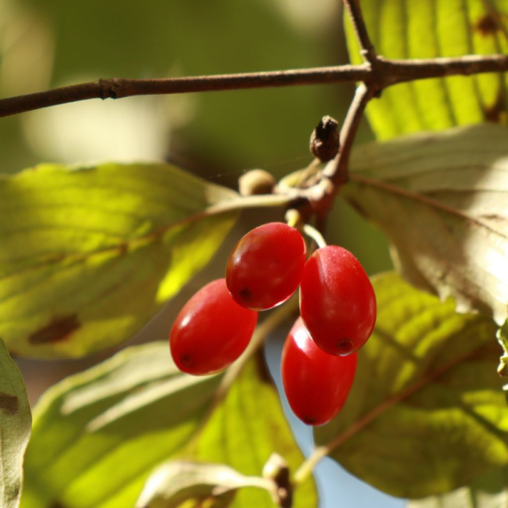 Cornus officinalis - Cornejo officinalis
