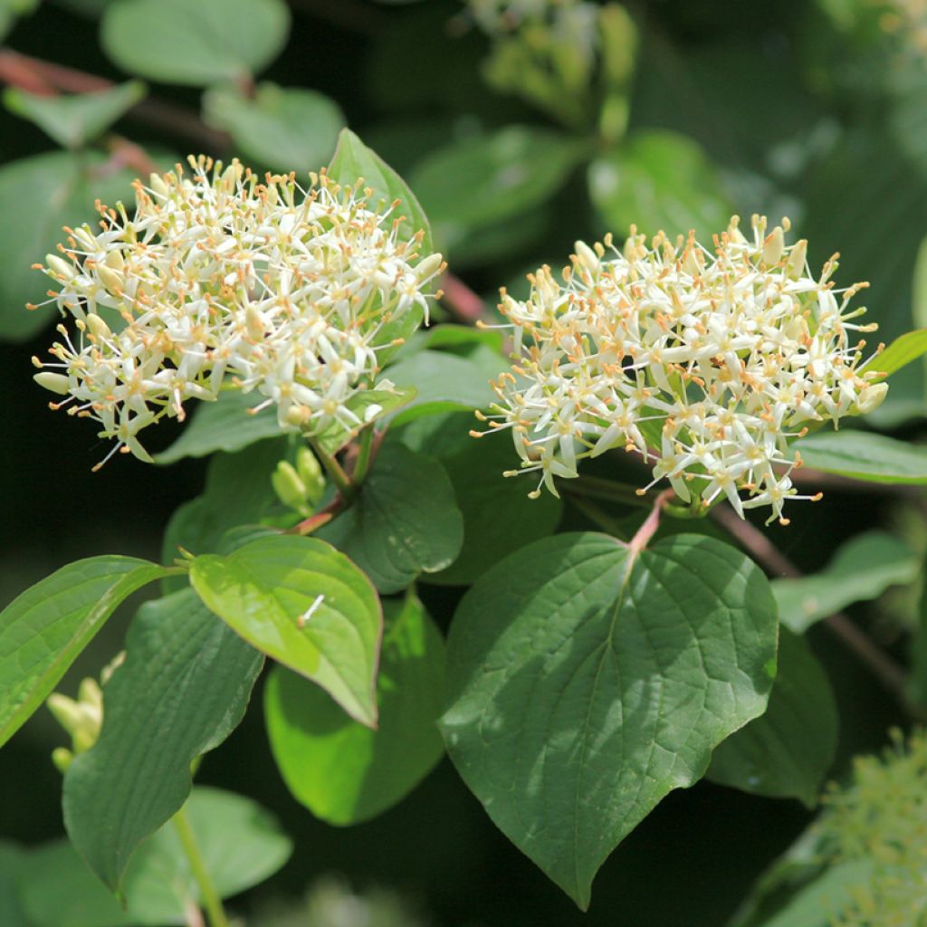 Cornus sanguinea - Cornejo rojo
