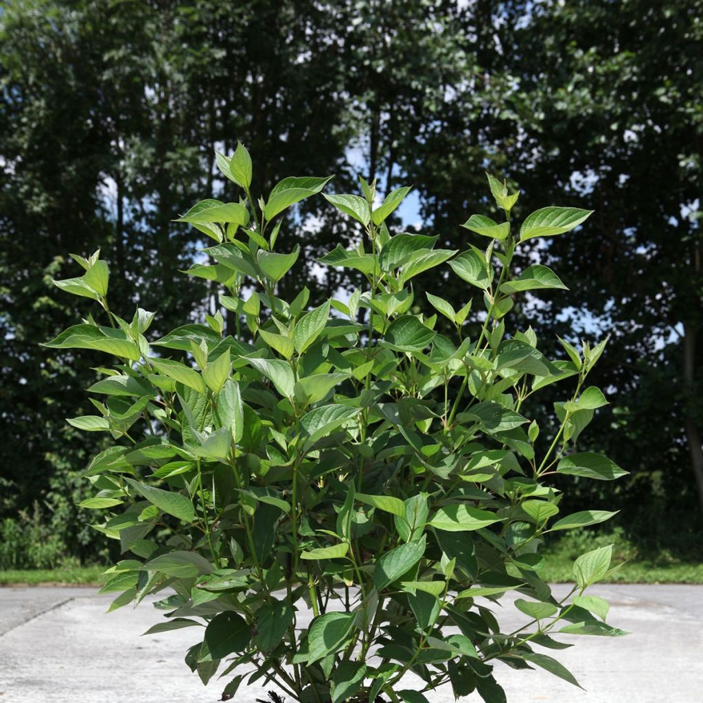 Cornus sericea Firedance- Cornejo colorado de arroy