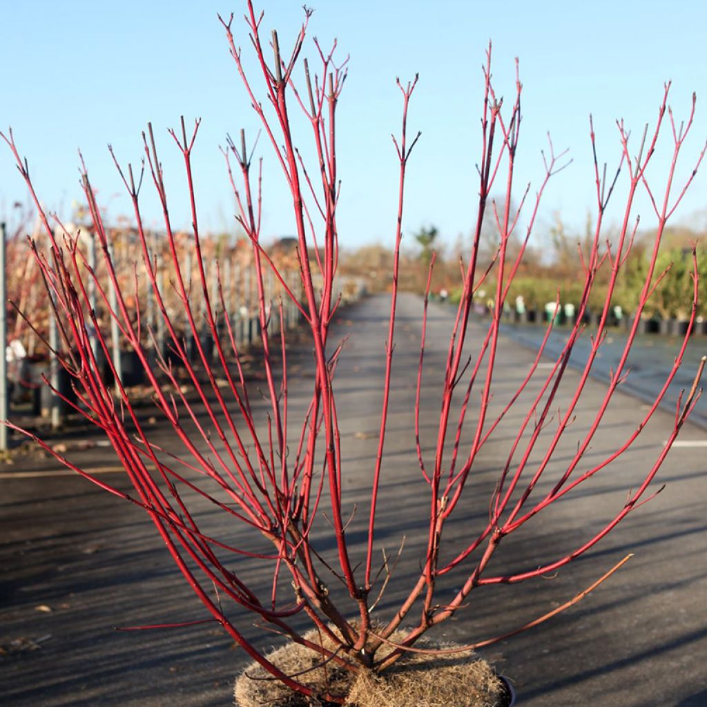Cornus sericea Firedance- Cornejo colorado de arroy