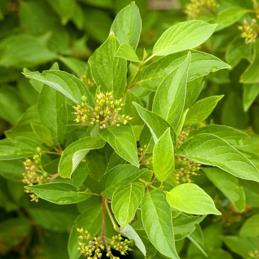 Cornus sericea Firedance- Cornejo colorado de arroy