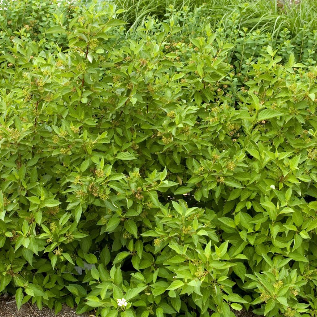 Cornus sericea Firedance- Cornejo colorado de arroy