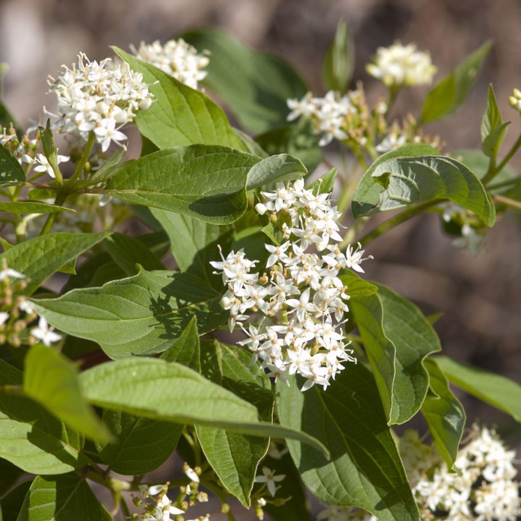 Cornus sericea Firedance- Cornejo colorado de arroy